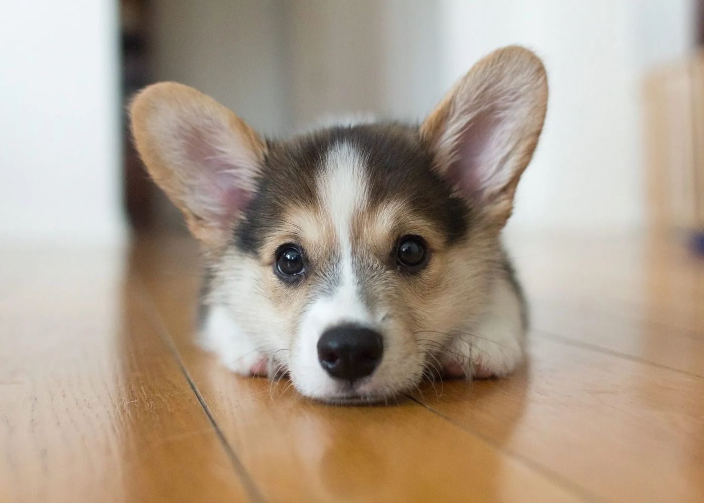cute puppy resting on the floor
